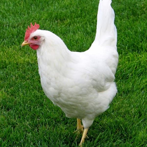 Las Gallinas Ponedoras