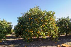 Naranja