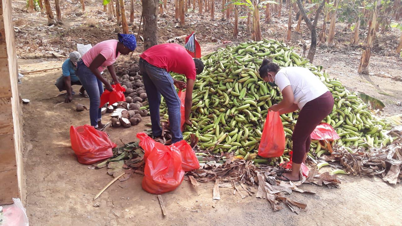 Platano Harton Verde Comun