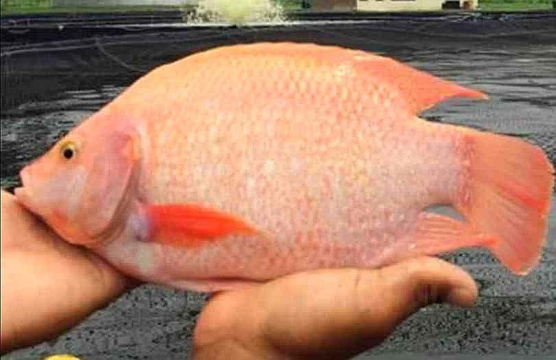 Tilapia