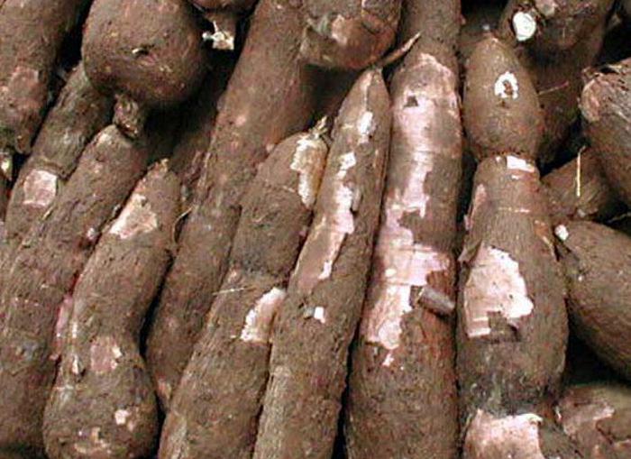 Yuca Armenia Y Caucana