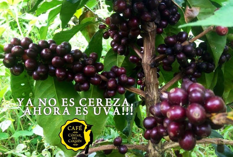 Cafe Gourmet E Institucional