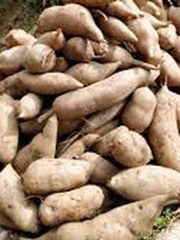 Yacon Jacon Llacon Llamon Arboloco Puhe Jicama Precio Bulto