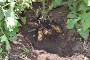 Yacon Hojas Y Tuberculo