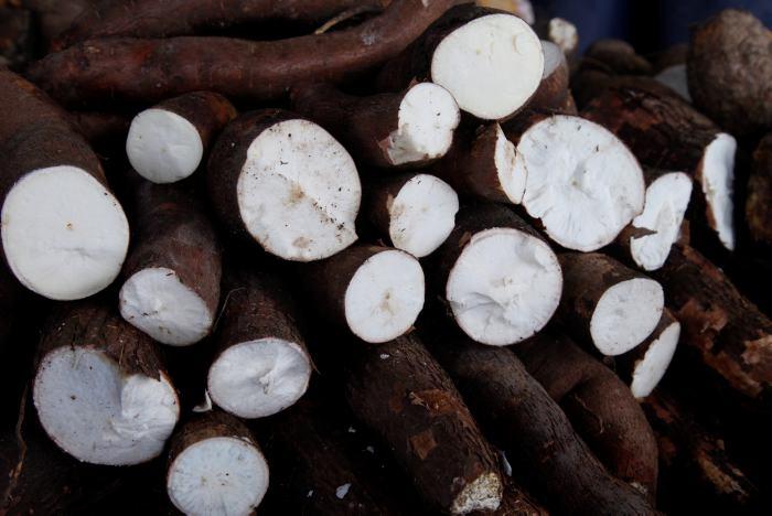 Yuca