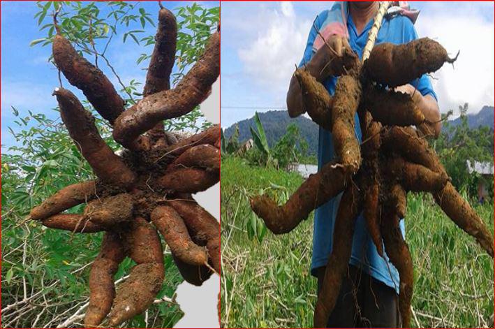 Yuca Tipo Lijerita