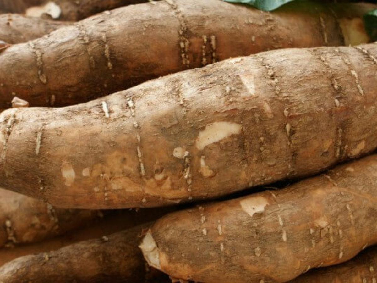 Yuca