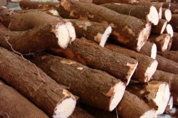Yuca