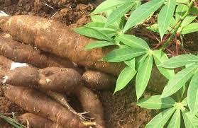 Yuca