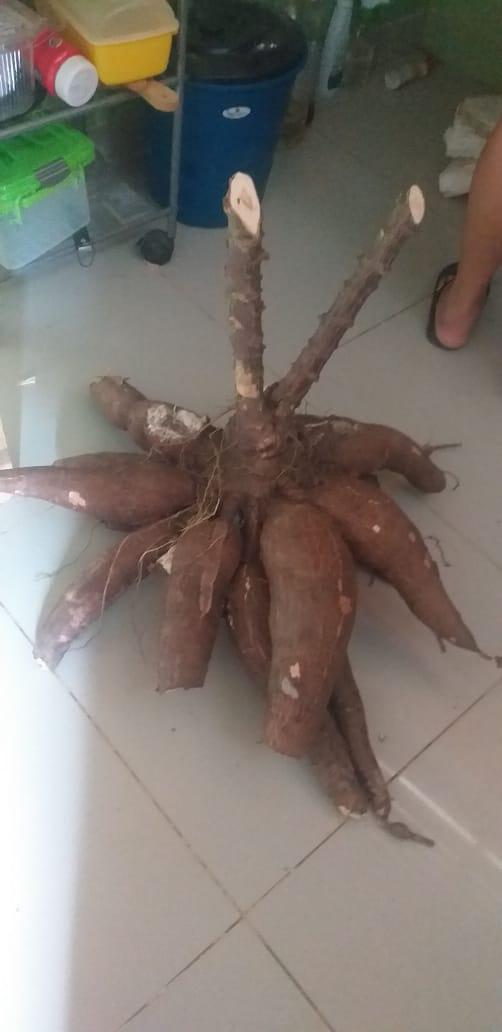 Yuca Criolla