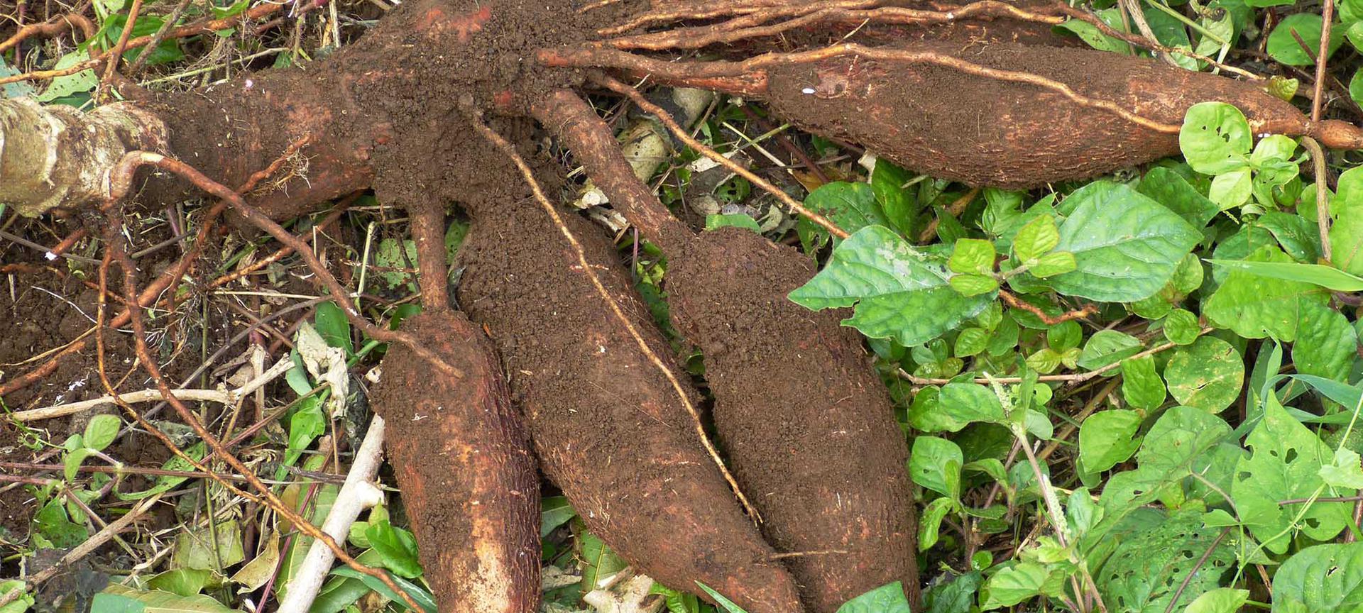 Yuca