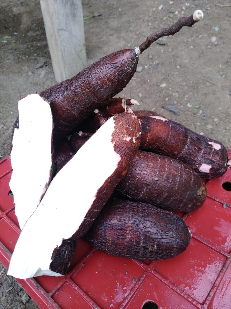 Yuca