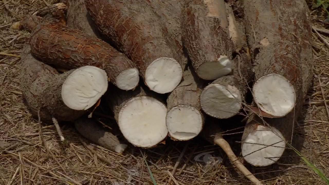 Yuca
