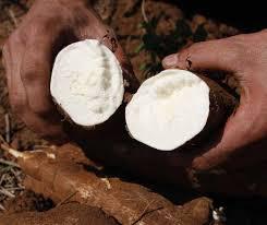 Yuca Playera