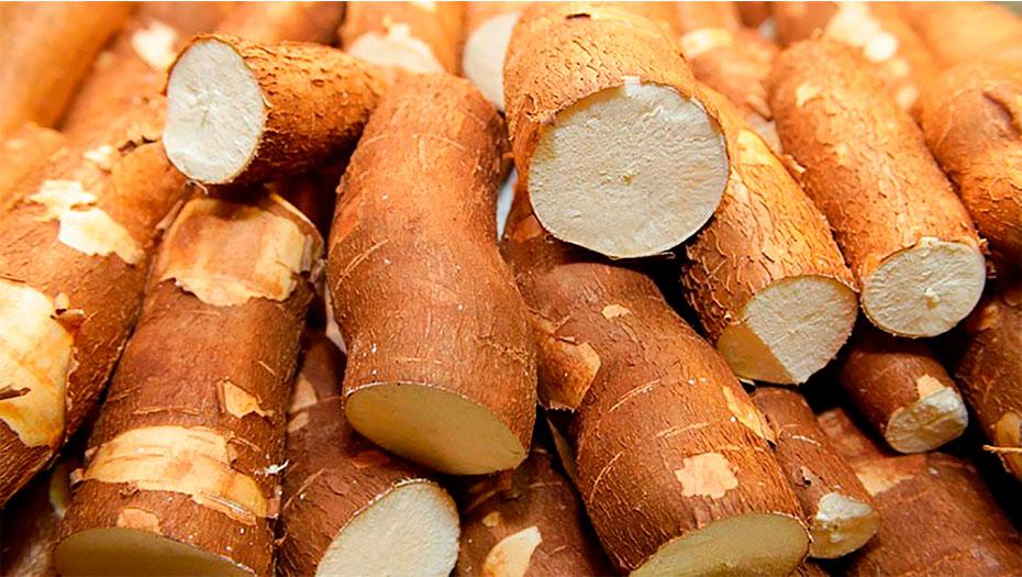 Yuca