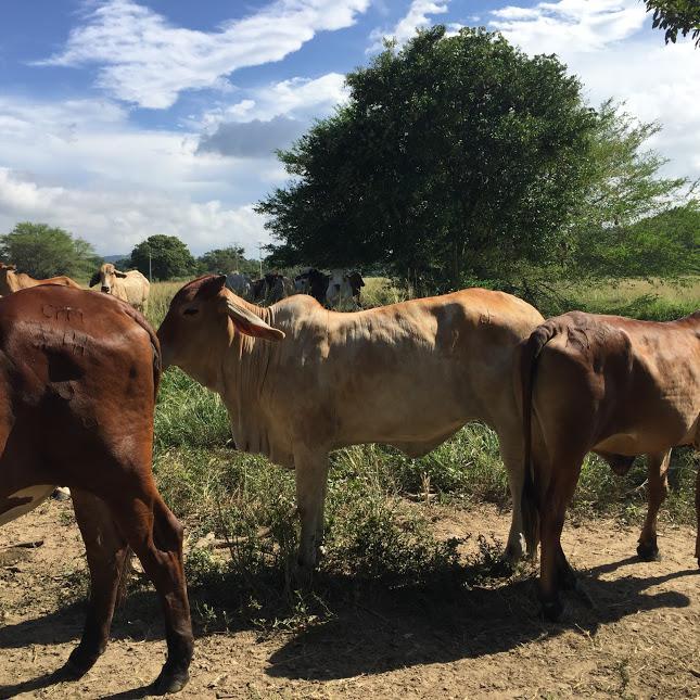 Novillas De 380 Kilos