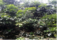 Mango Variedad Comun