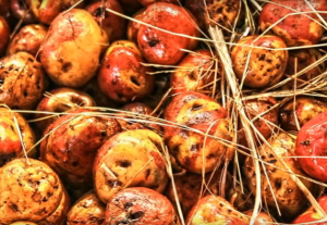 Papa Criolla Var Colombia