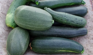 Calabazin Verde O Amarillo Organico