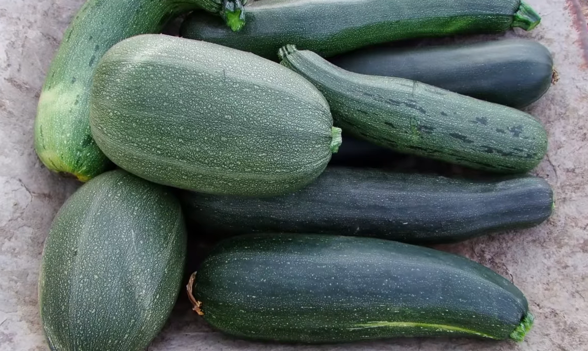 Calabazin Verde O Amarillo Organico