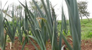 Cebolla Puerro Organica