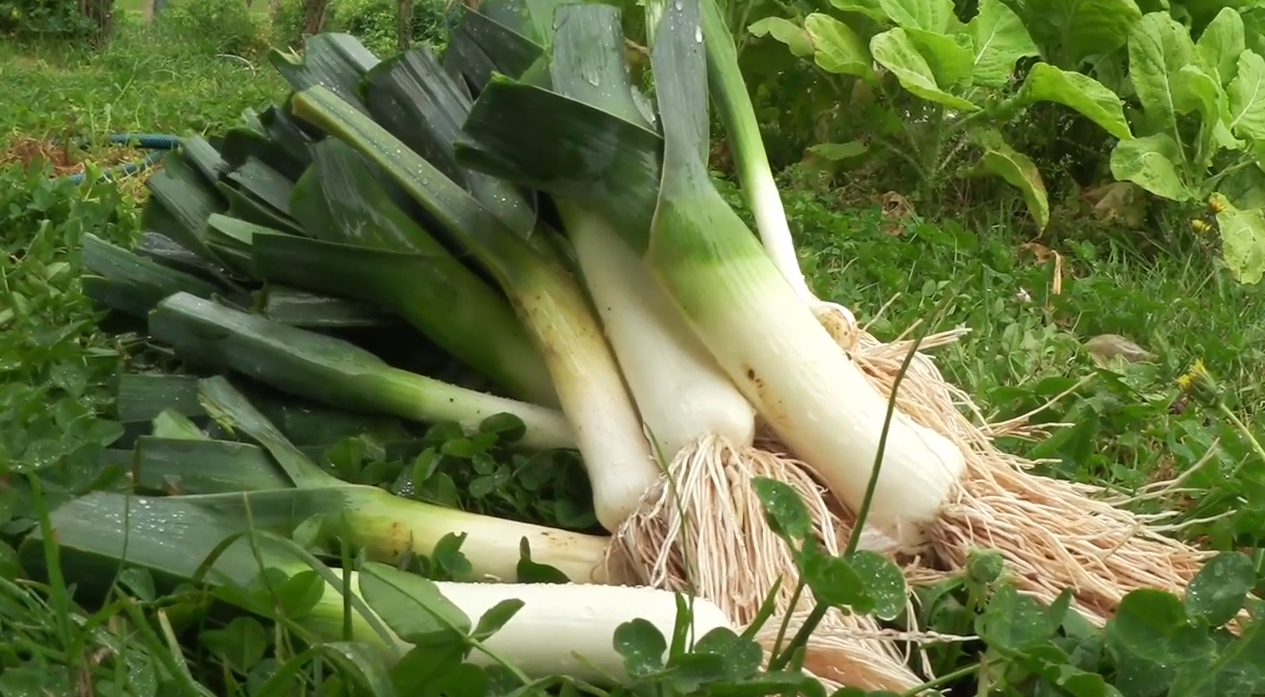 Cebolla Puerro Organica