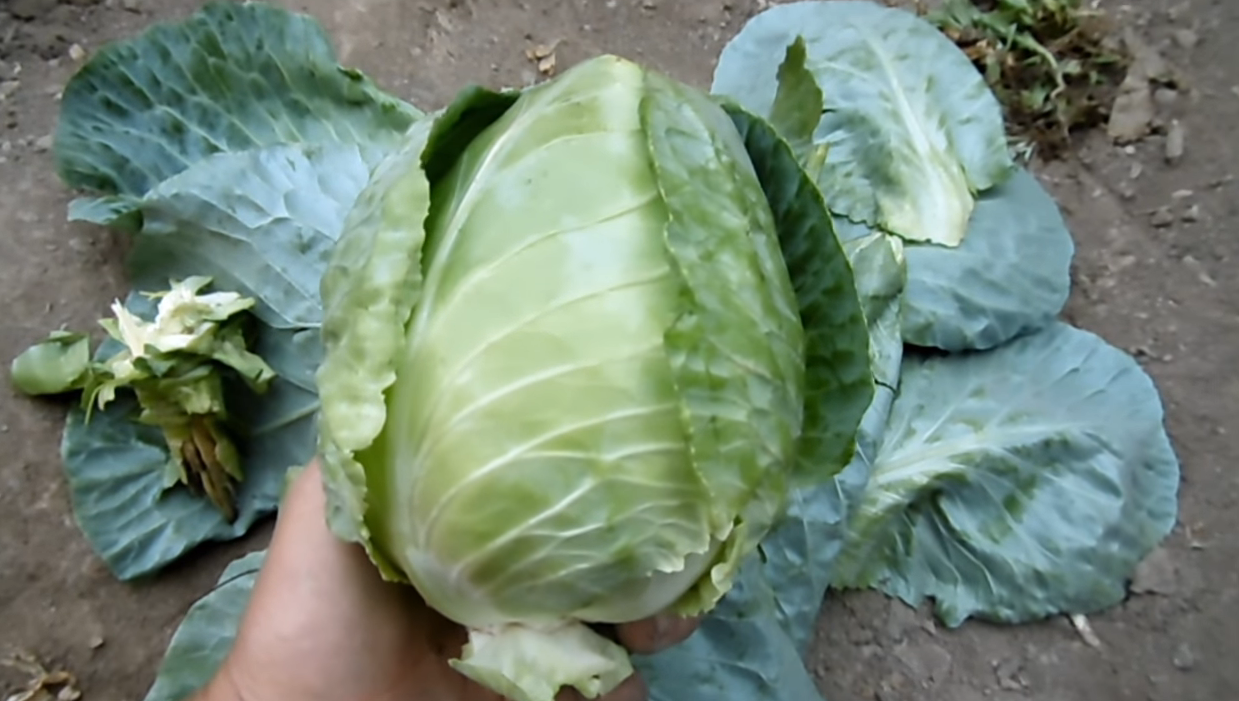 Repollo Blanco O Morado Organico