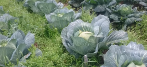 Repollo Blanco O Morado Organico