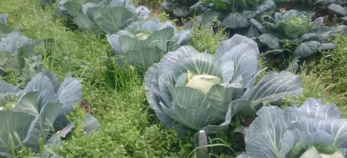 Repollo Blanco O Morado Organico