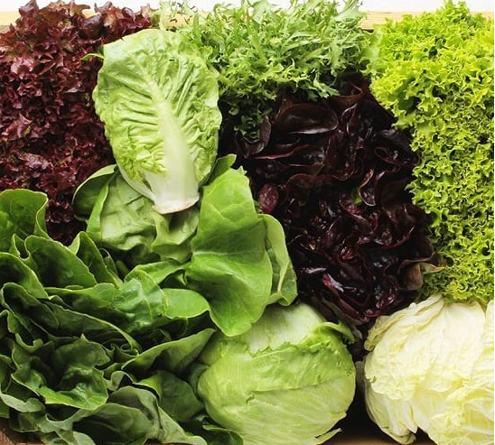 Diferentes Variedades De Lechuga Organica